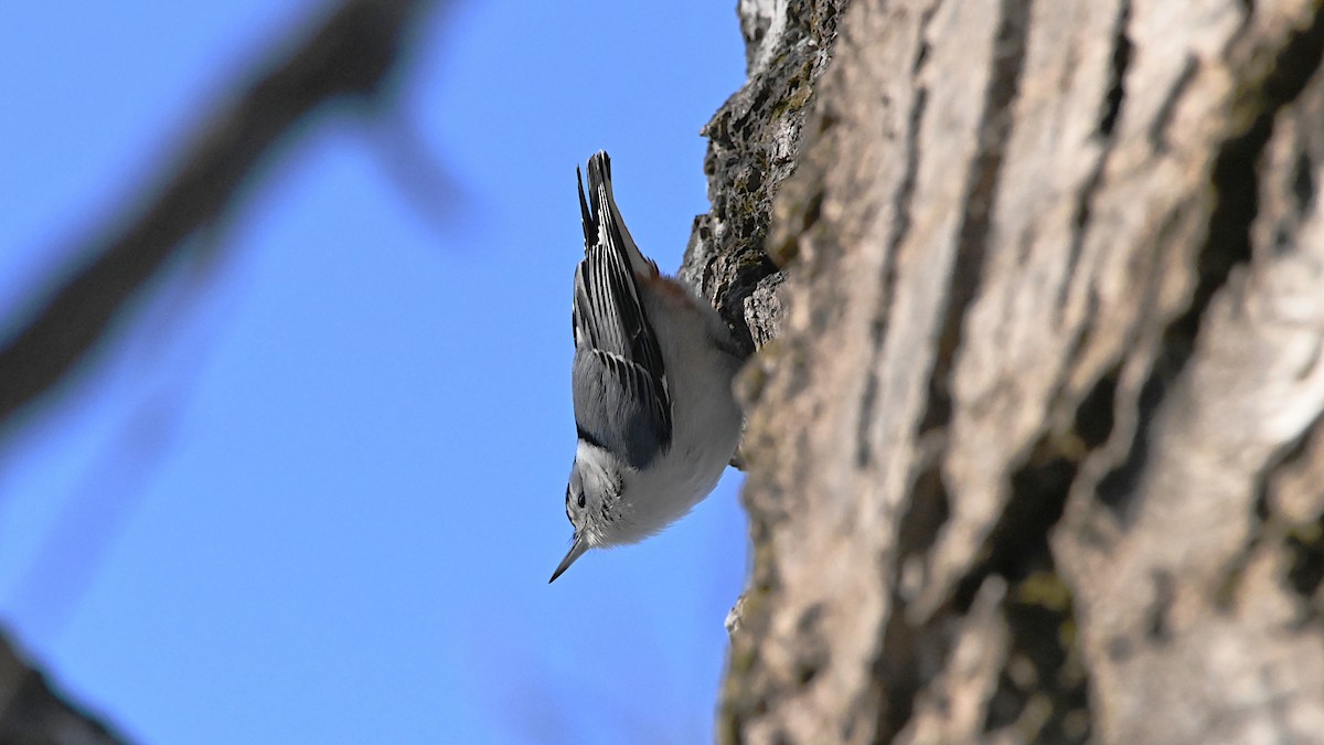White-breasted Nuthatch - ML647309928