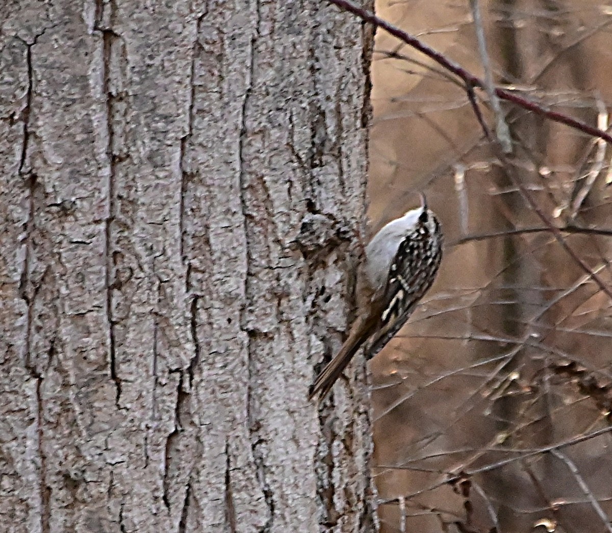 Brown Creeper - ML647309936