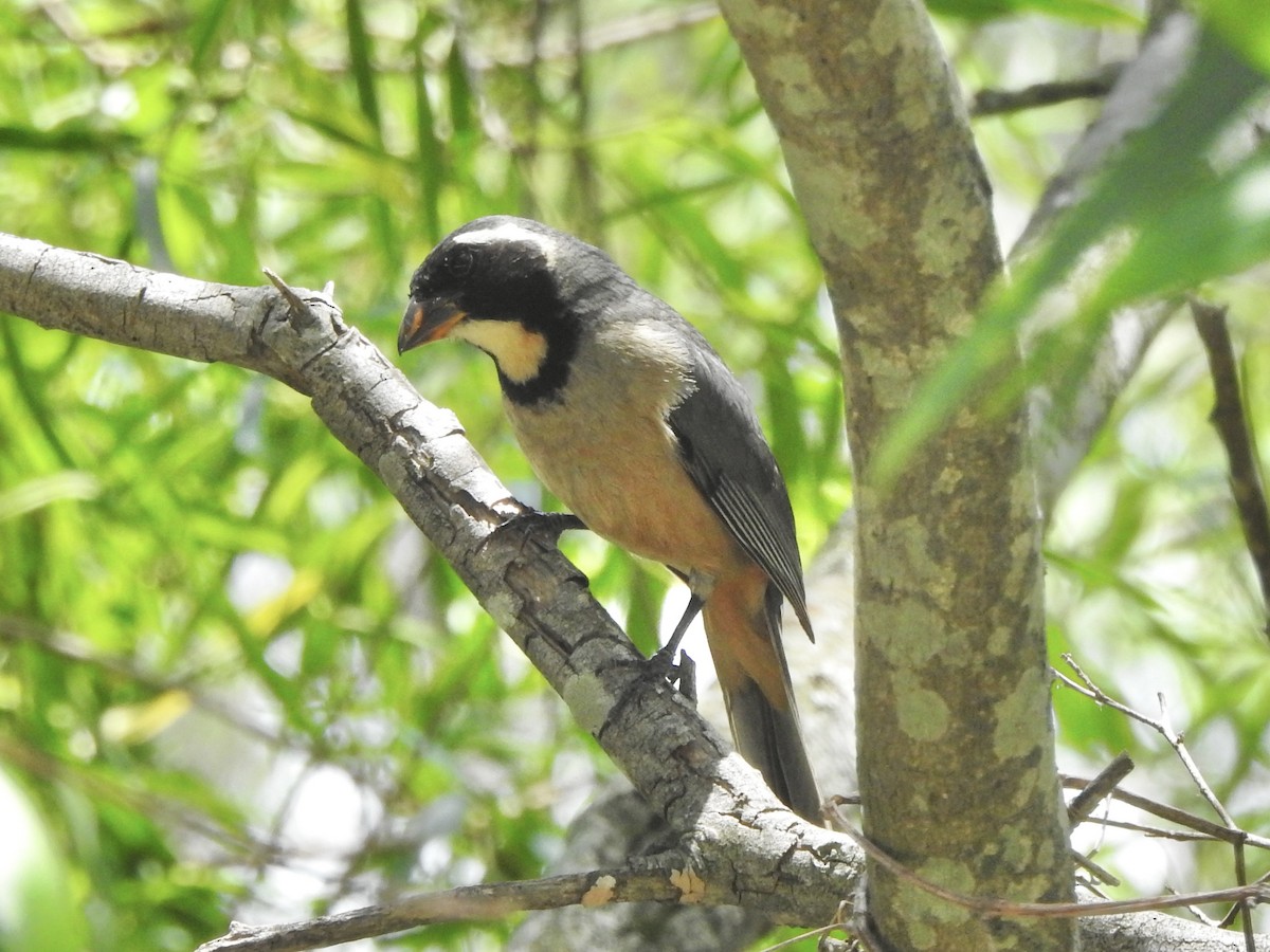 Golden-billed Saltator - ML647309937