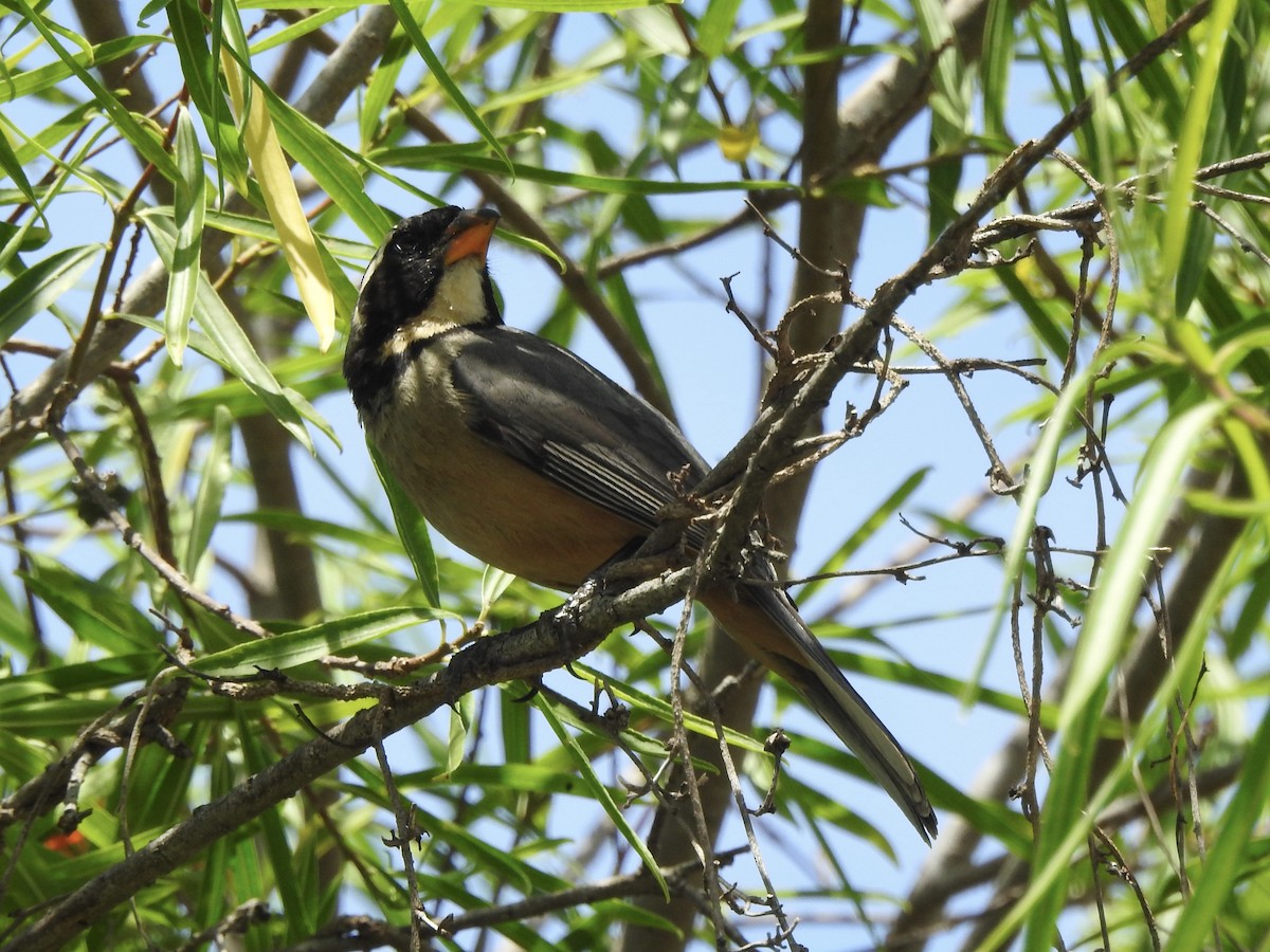 Golden-billed Saltator - ML647309938