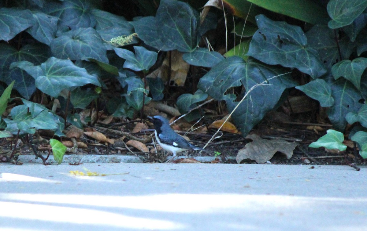 Black-throated Blue Warbler - ML647309943