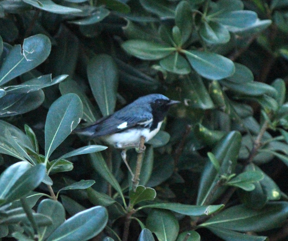 Black-throated Blue Warbler - ML647309944