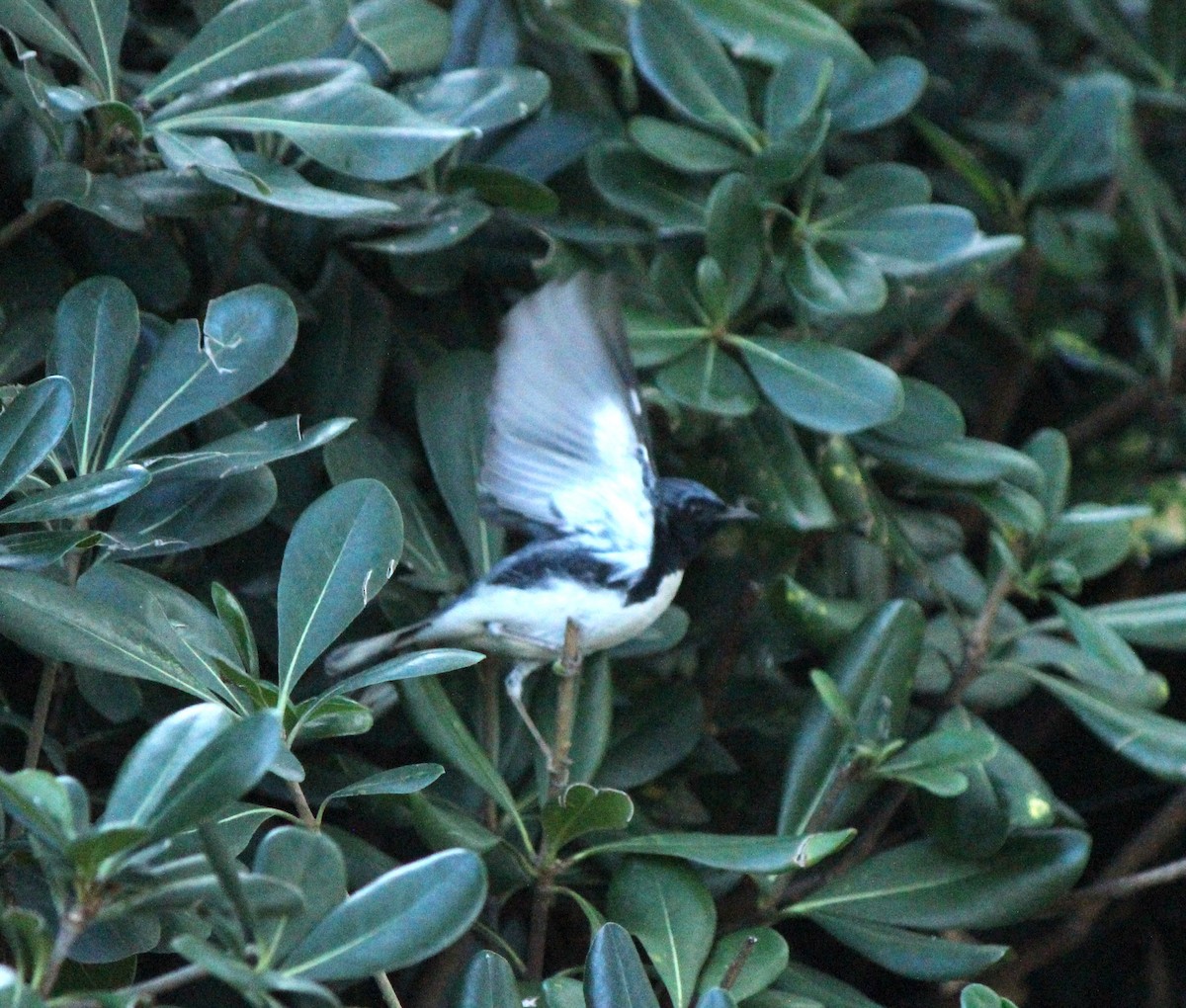 Black-throated Blue Warbler - ML647309945