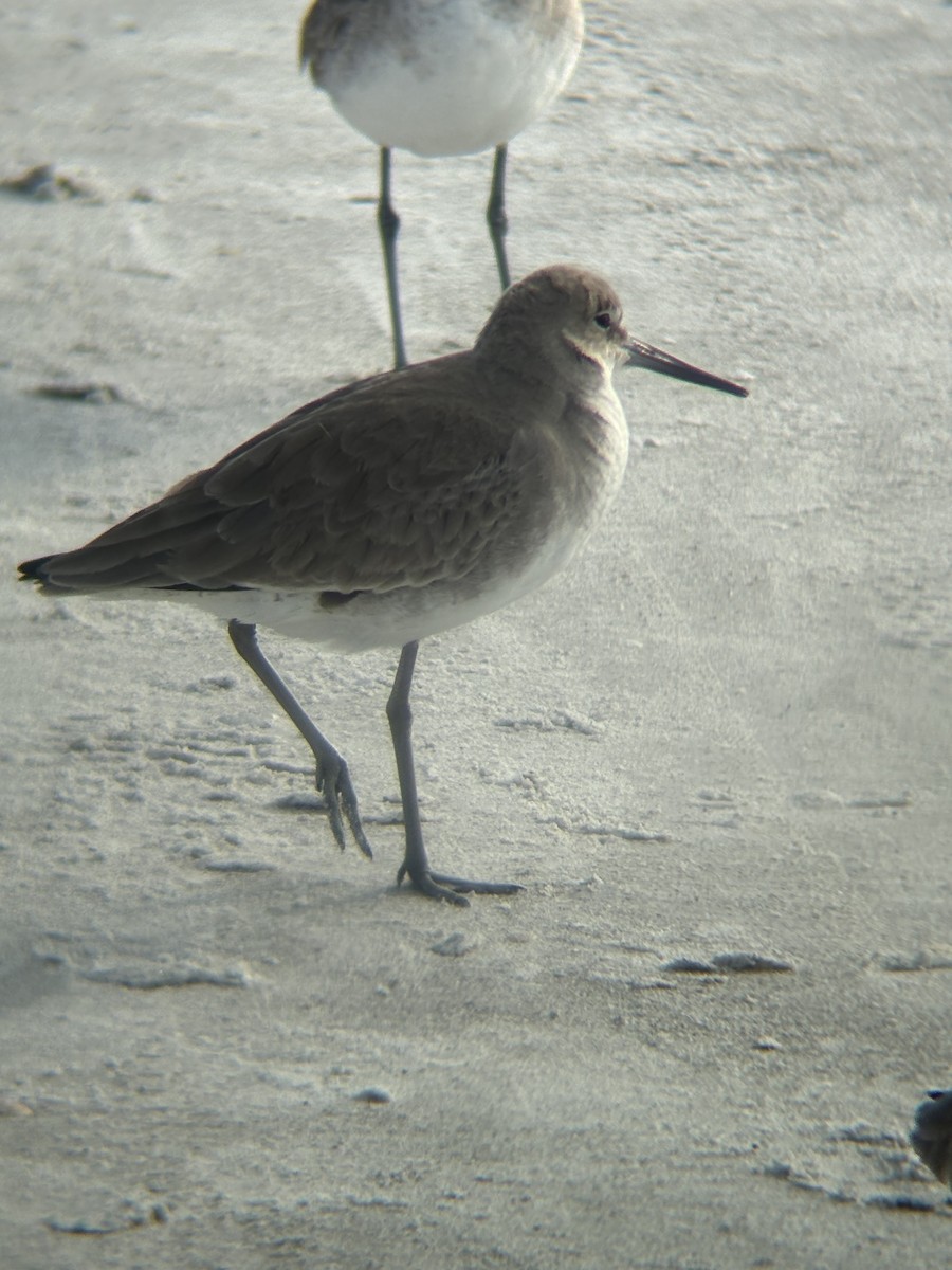Willet - ML647309950