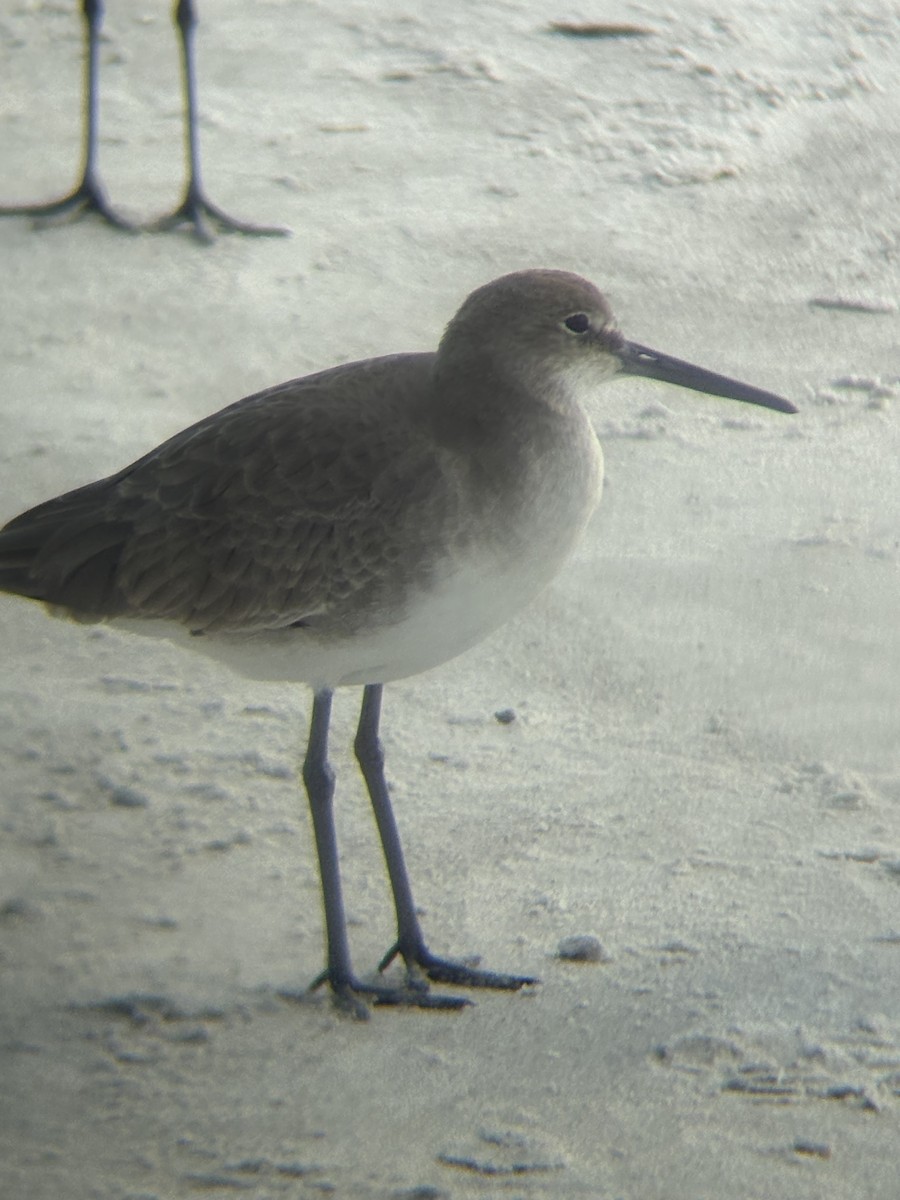 Willet - ML647309951