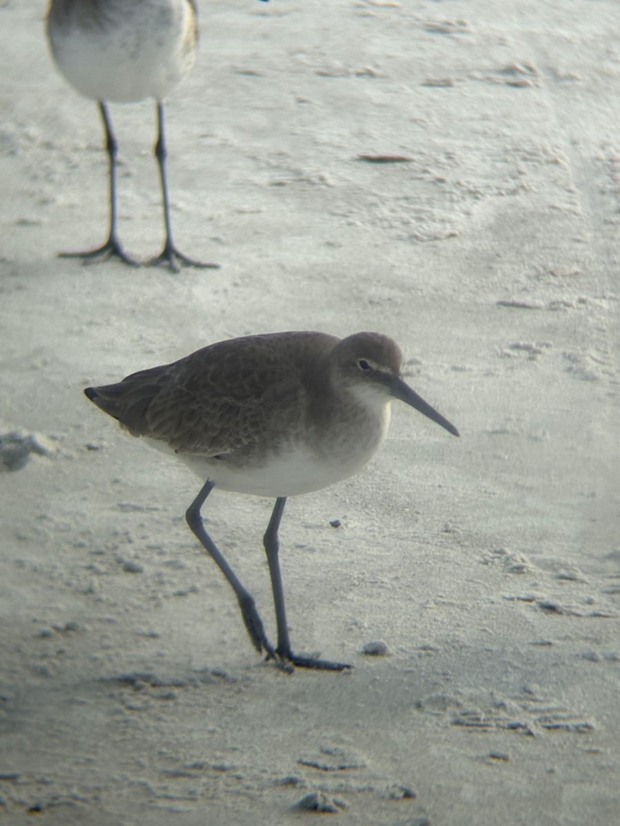 Willet - ML647309952