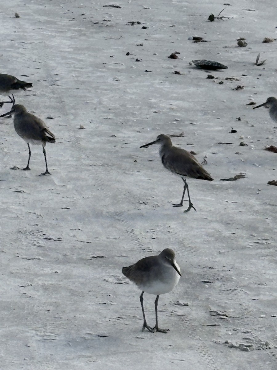 Willet - ML647309953