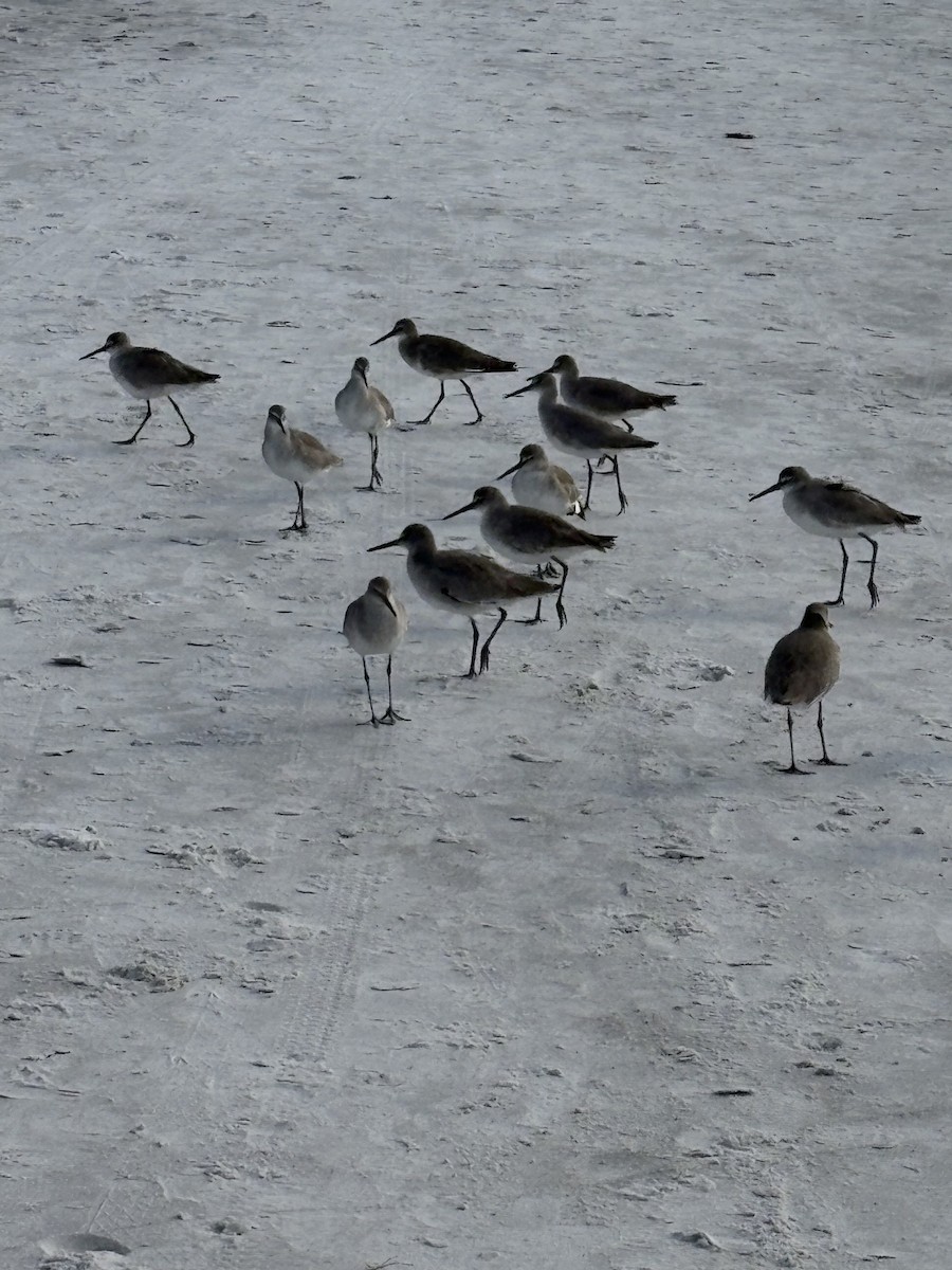 Willet - ML647309954