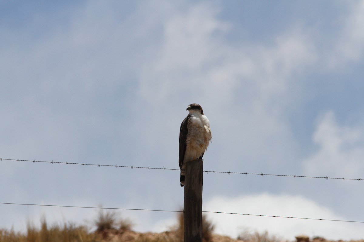 Variable Hawk (Puna) - ML647309961