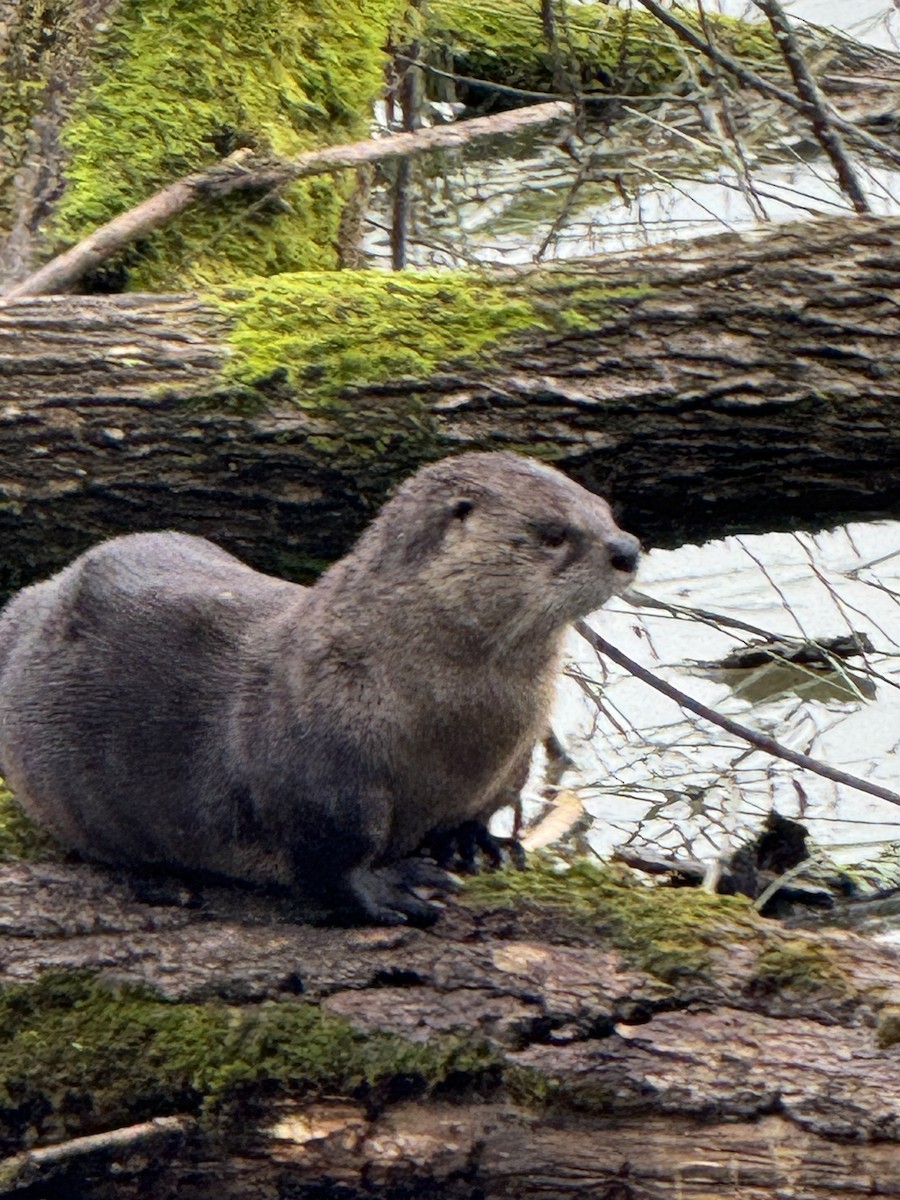 Animals - ML647309966