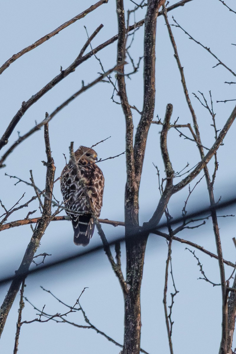 Red-shouldered Hawk - ML647309970