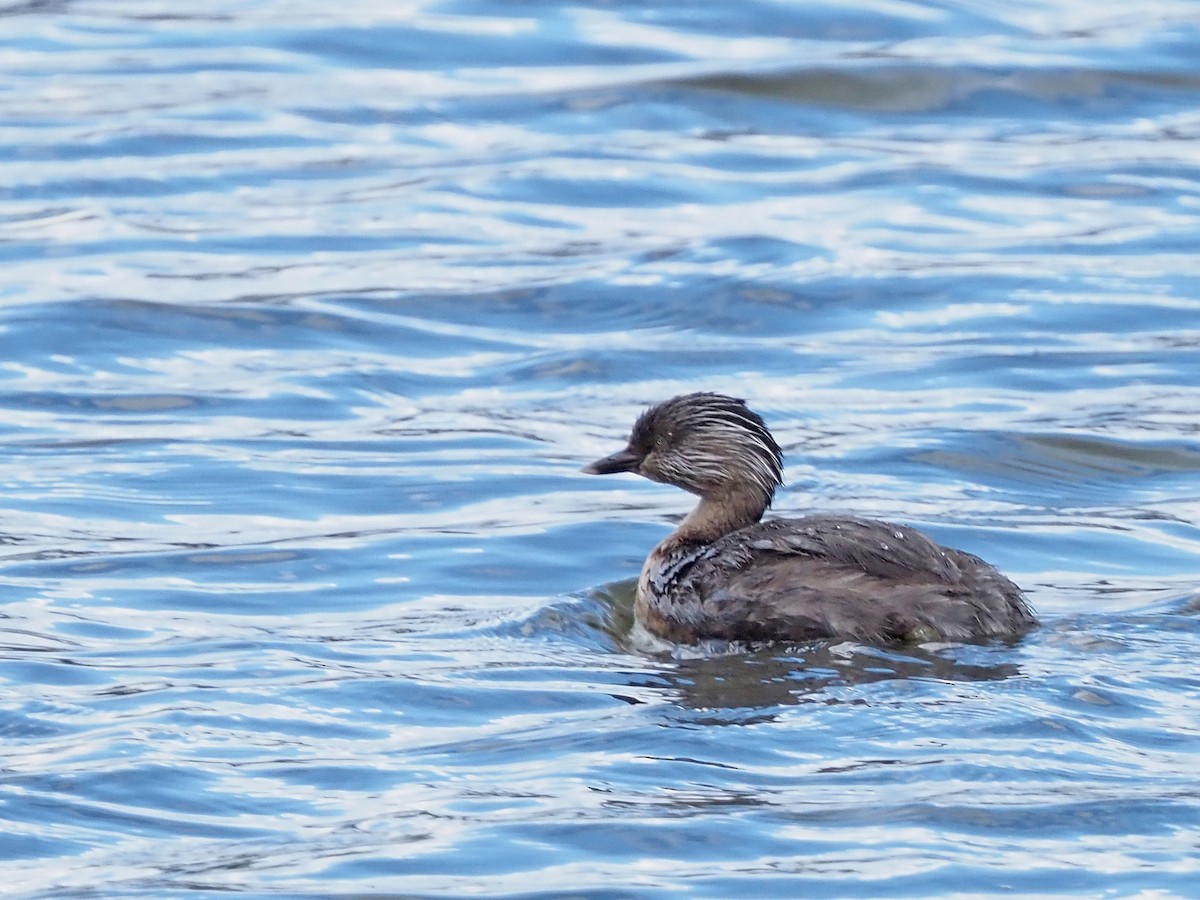 Zampullín Canoso - ML647309971