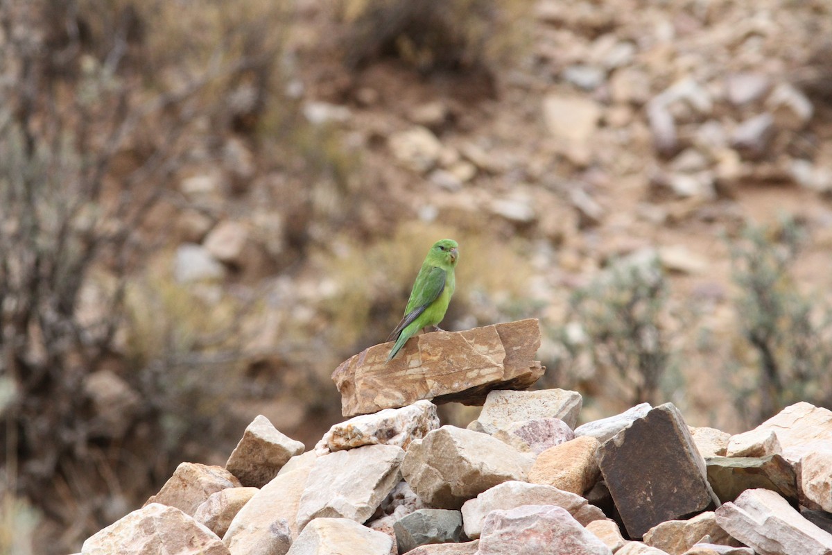 Mountain Parakeet - ML647309982