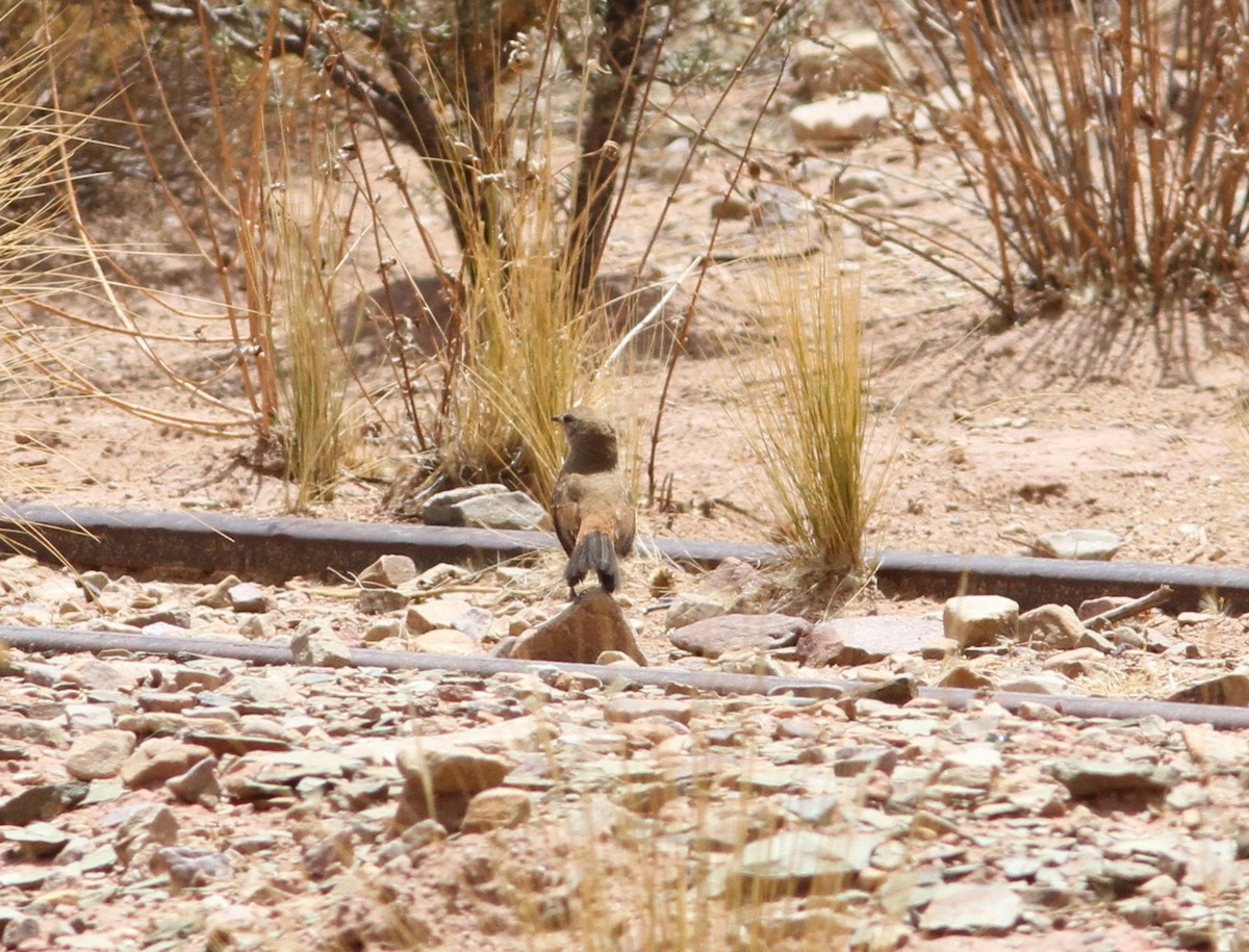 Rusty-vented Canastero - ML647309991