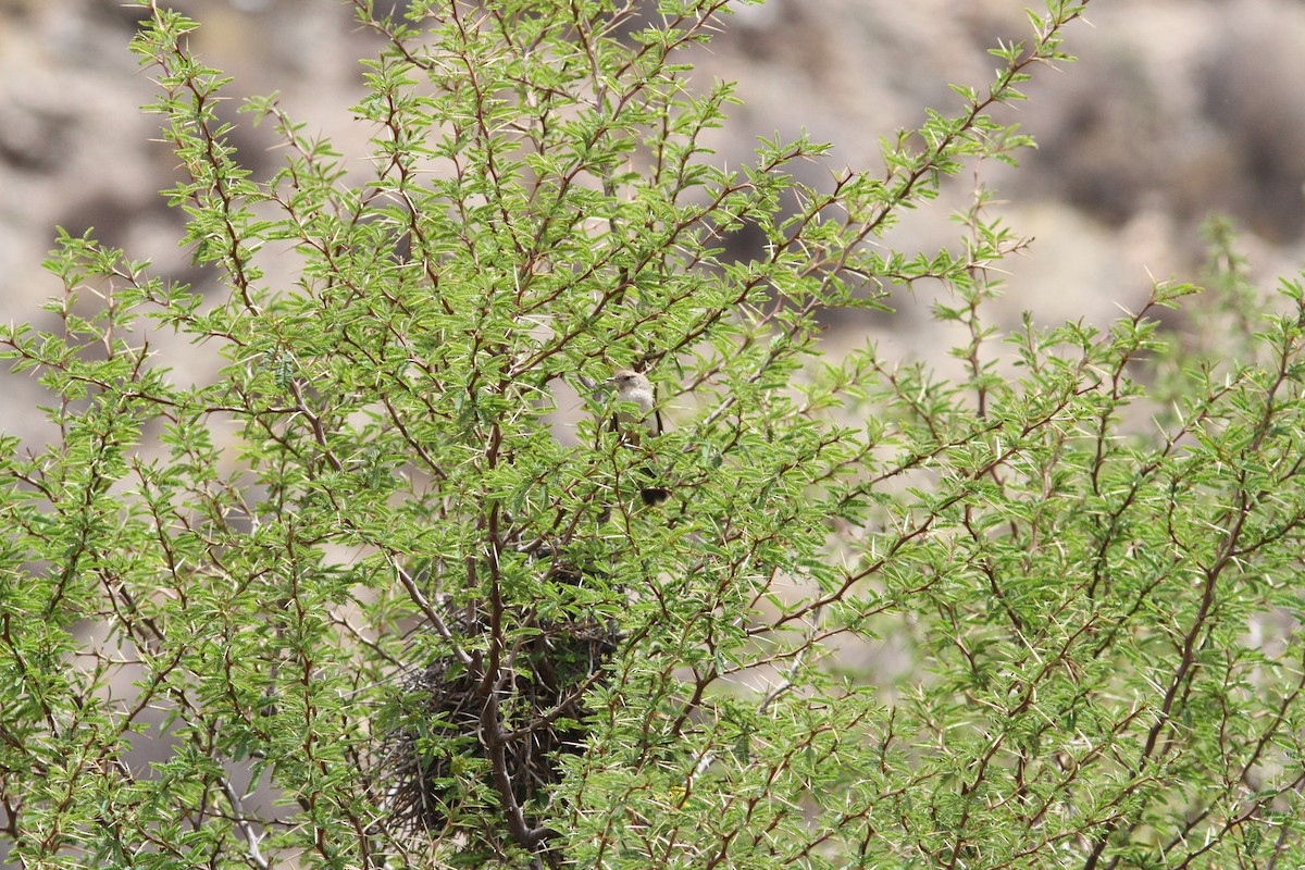 Rusty-vented Canastero - ML647309994