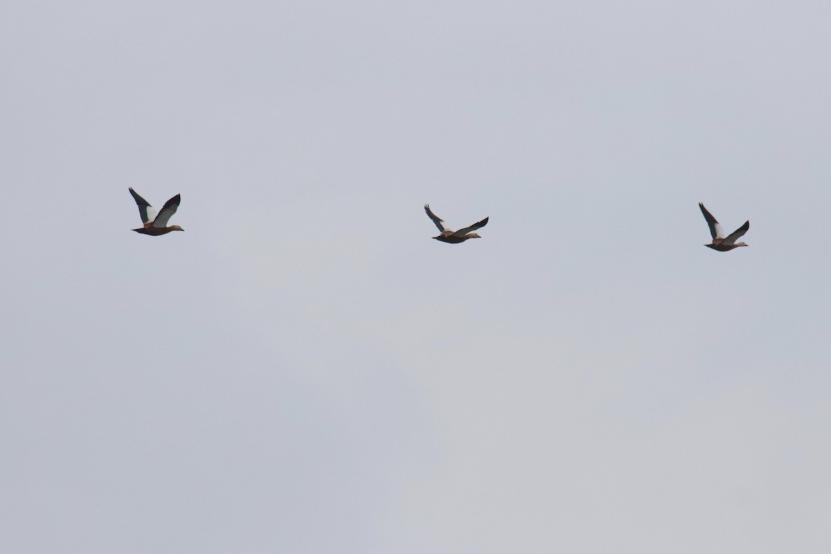 Rostgans - ML647309996