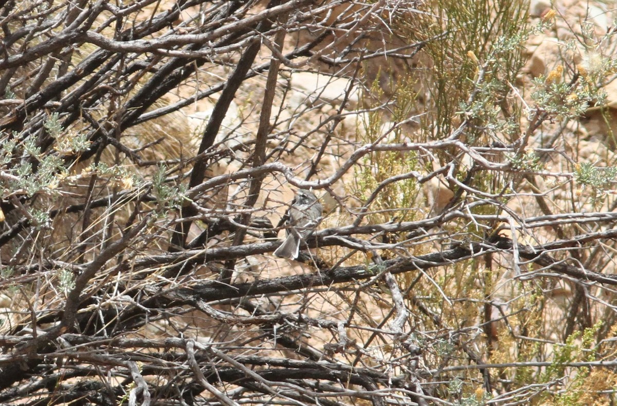 Yellow-billed Tit-Tyrant - ML647310001