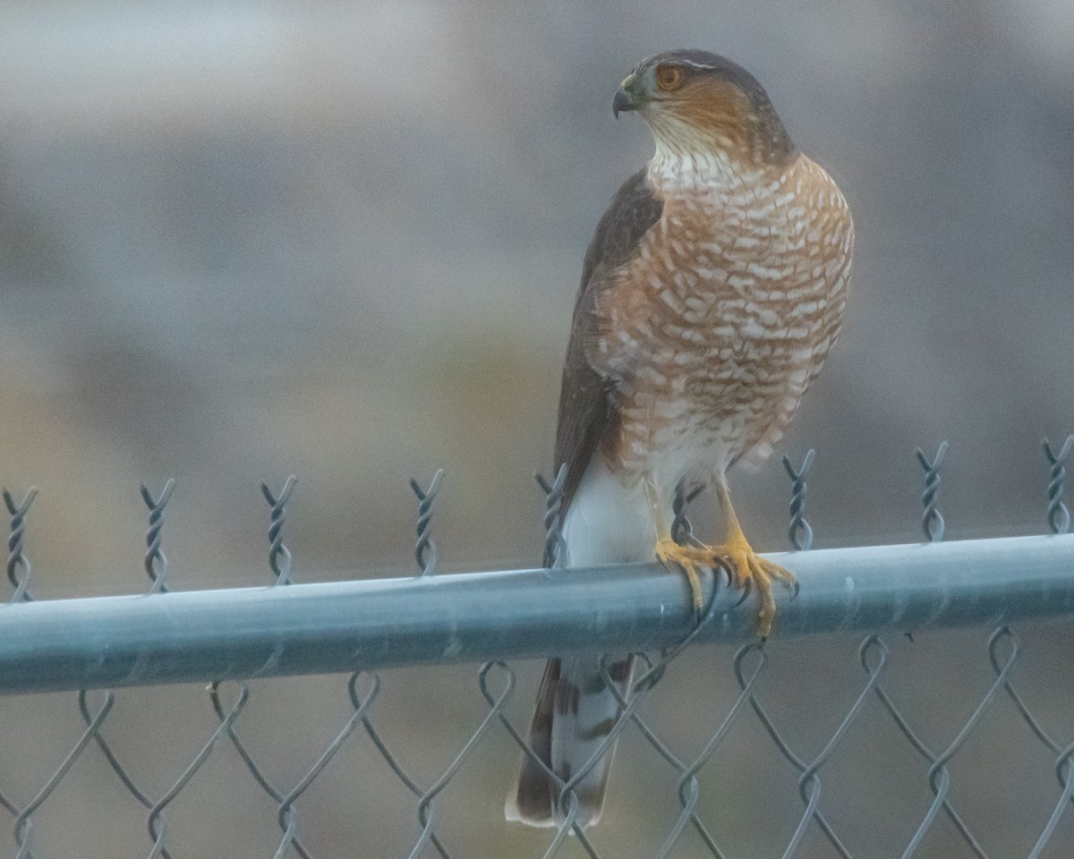 Sharp-shinned Hawk - ML647310008