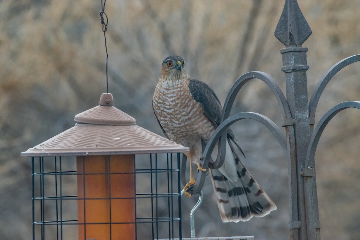 Sharp-shinned Hawk - ML647310009