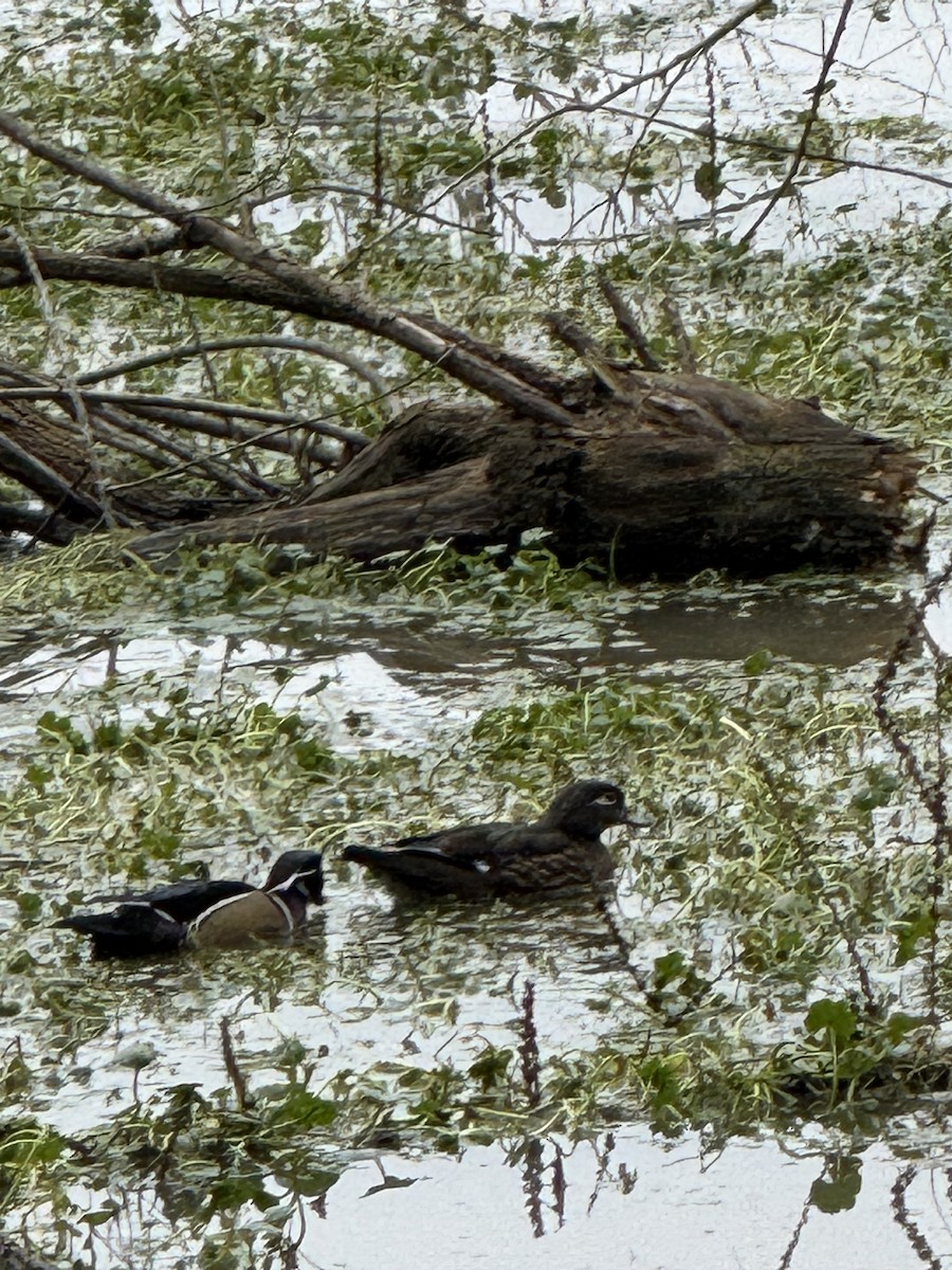 Wood Duck - ML647310015