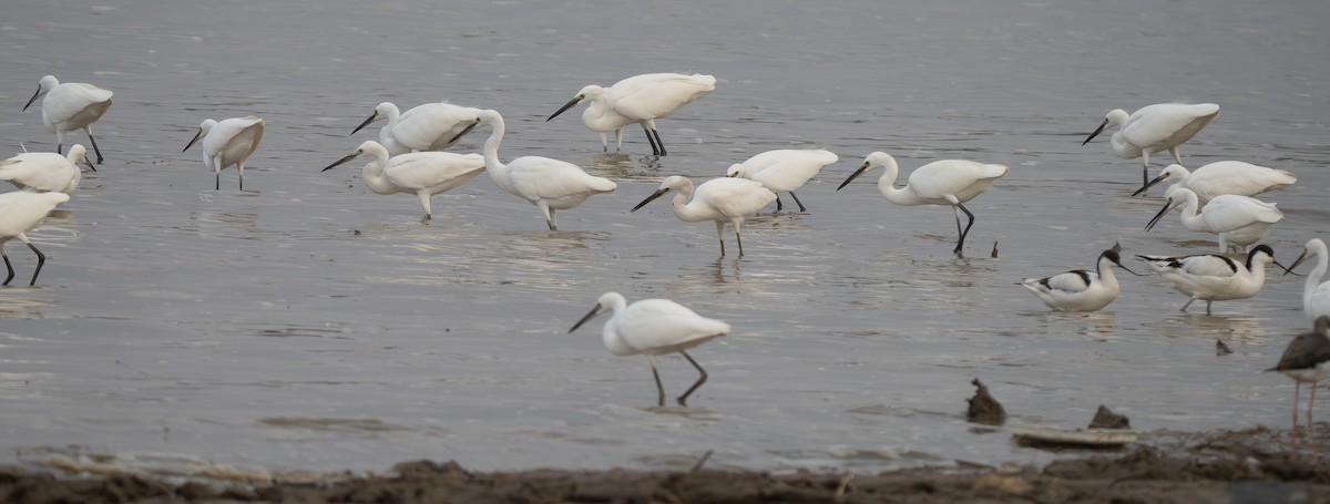 volavka stříbřitá - ML647310017