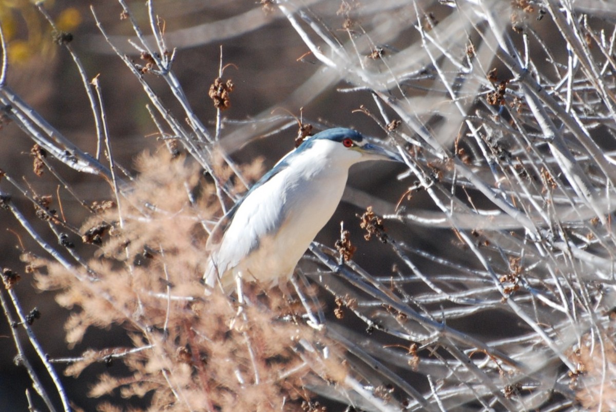Black-crowned Night Heron - ML647310029