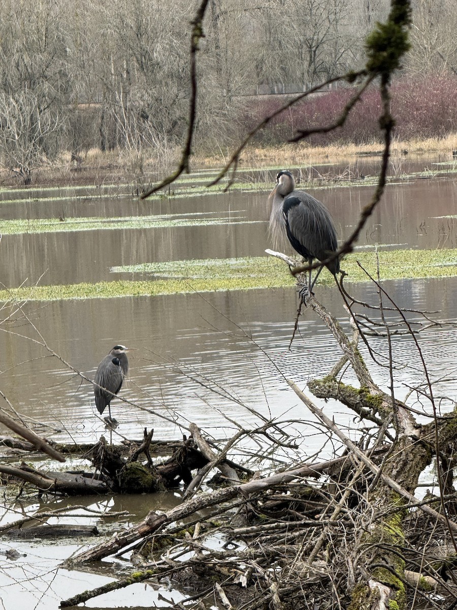 Great Blue Heron - ML647310032