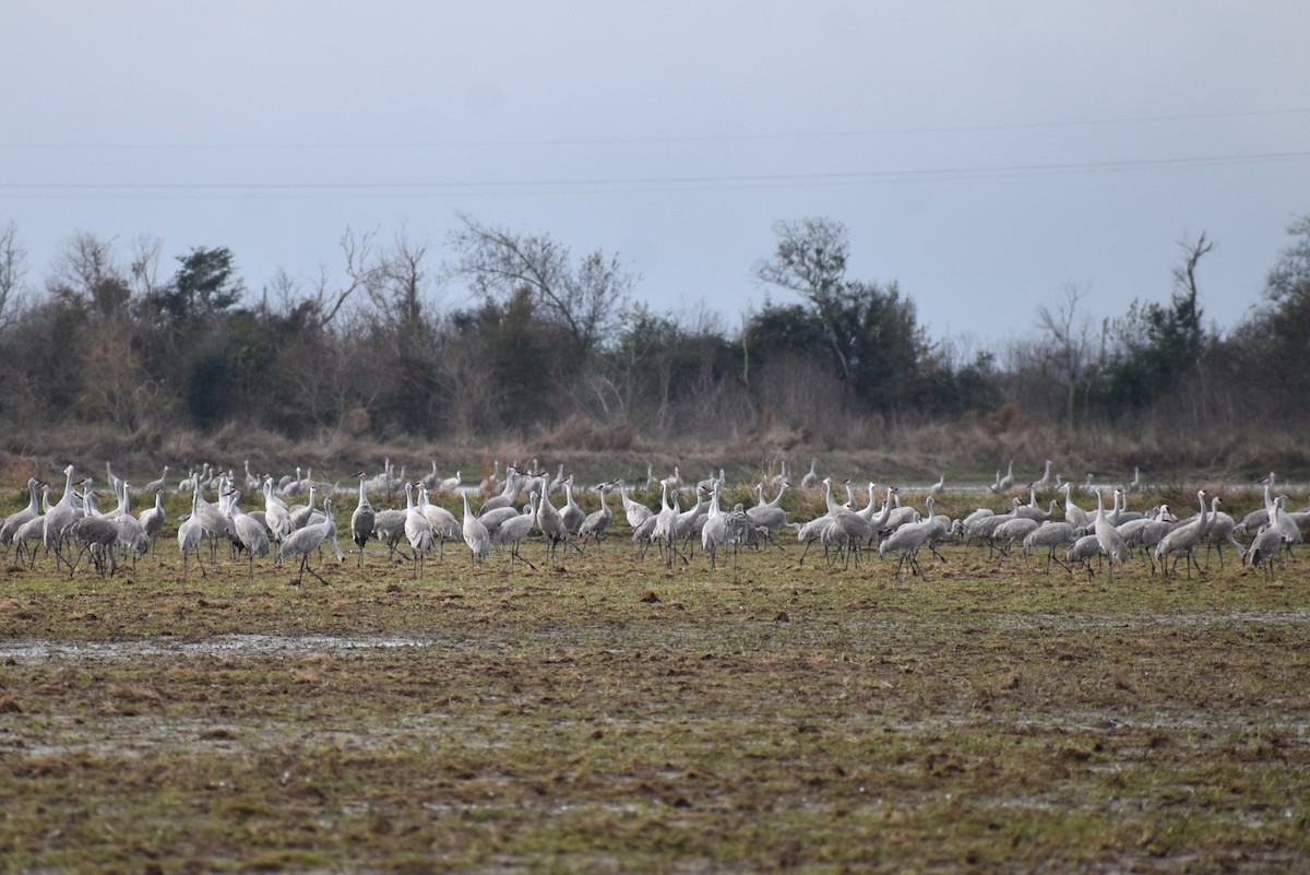 Журавель канадський - ML647310033