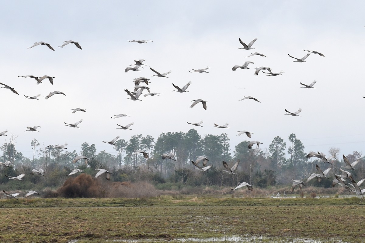 Журавель канадський - ML647310039