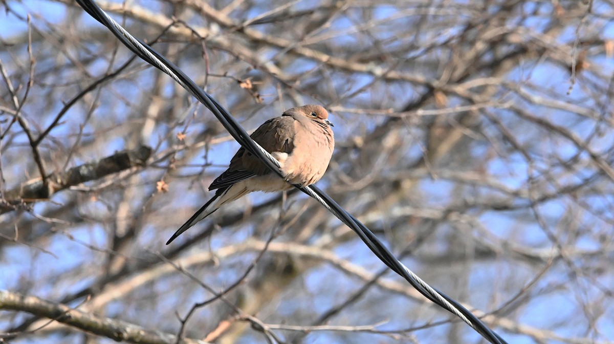 Mourning Dove - ML647310046