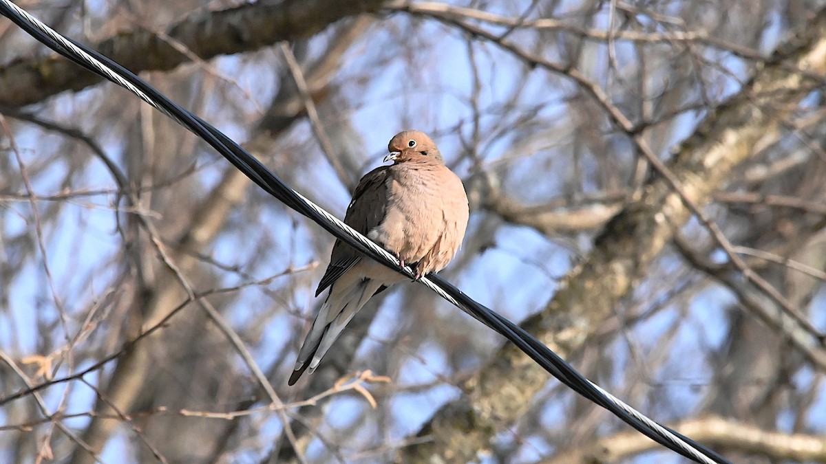 Mourning Dove - ML647310057