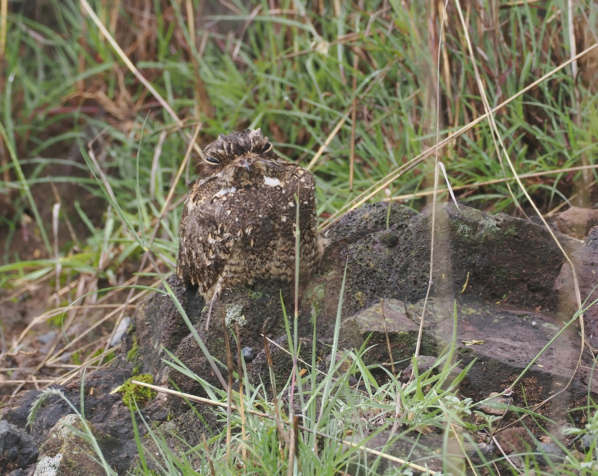 Montane Nightjar (Abyssinian) - ML647310073