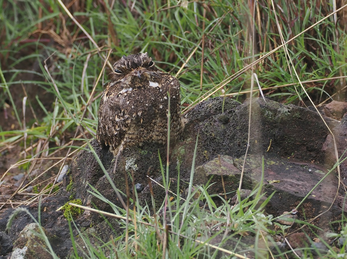 Montane Nightjar (Abyssinian) - ML647310074