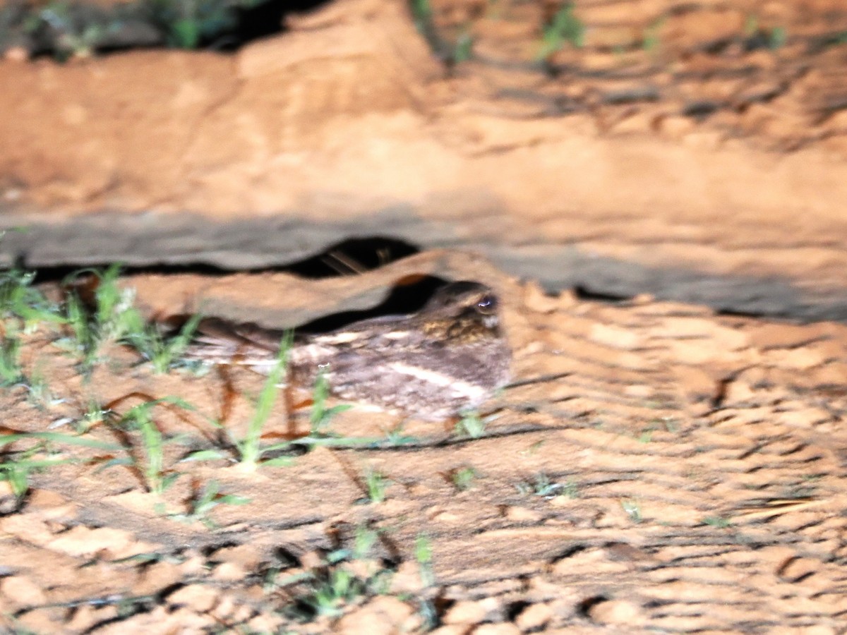 lelek hvízdavý - ML647310076