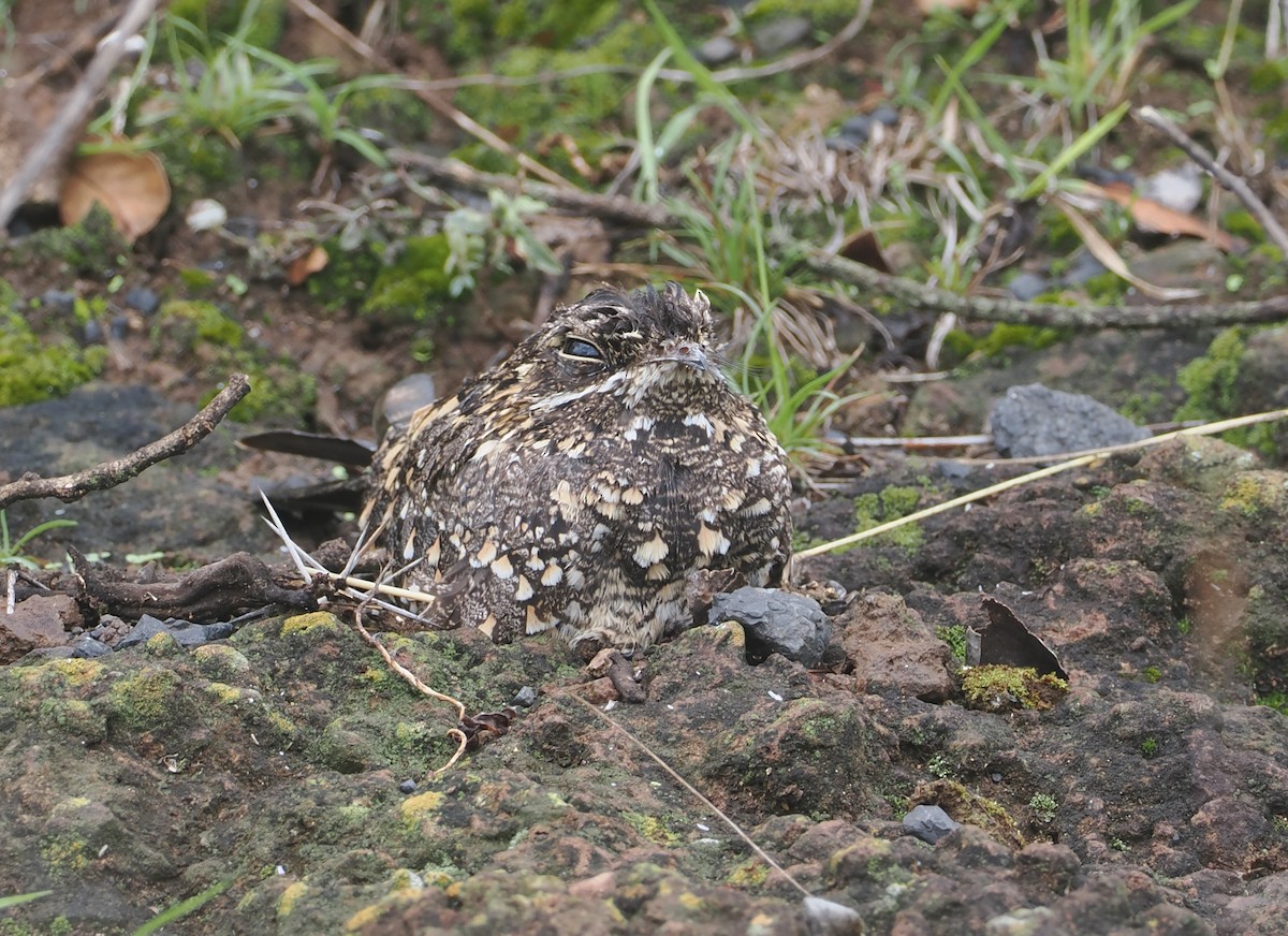 Montane Nightjar (Abyssinian) - ML647310078