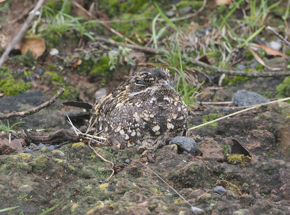Montane Nightjar (Abyssinian) - ML647310082