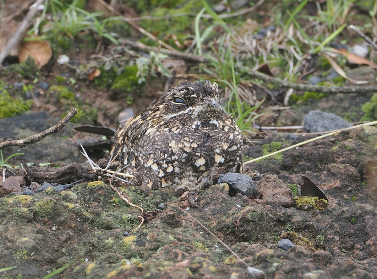 Montane Nightjar (Abyssinian) - ML647310083