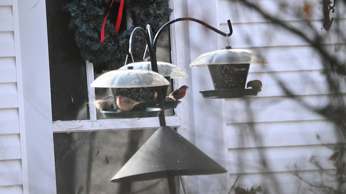 House Finch - ML647310085