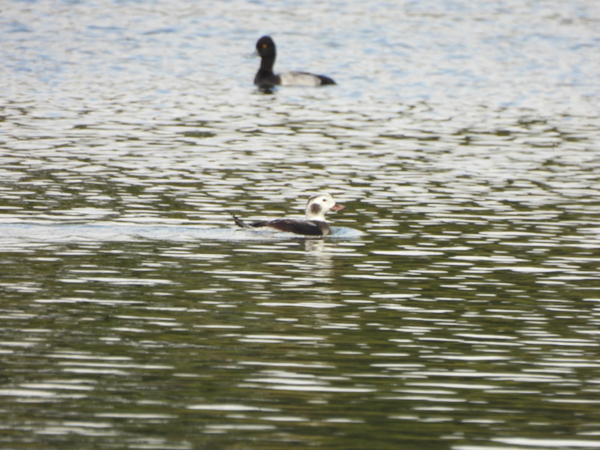 Long-tailed Duck - ML647310089