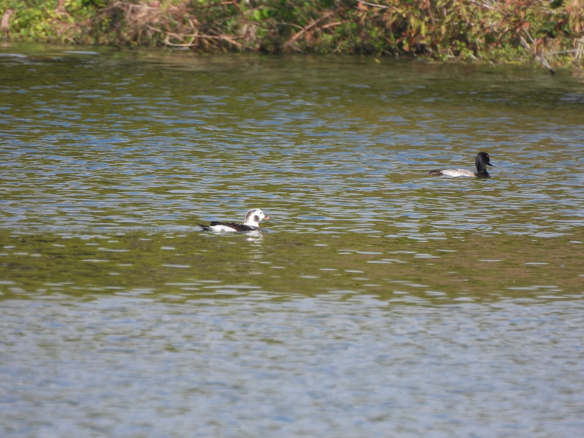 Long-tailed Duck - ML647310090