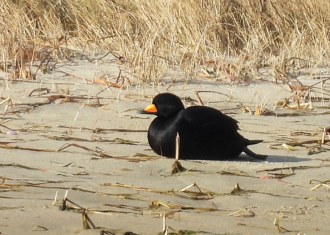 turpan žlutozobý - ML647310100