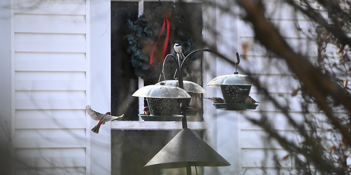 House Finch - ML647310104