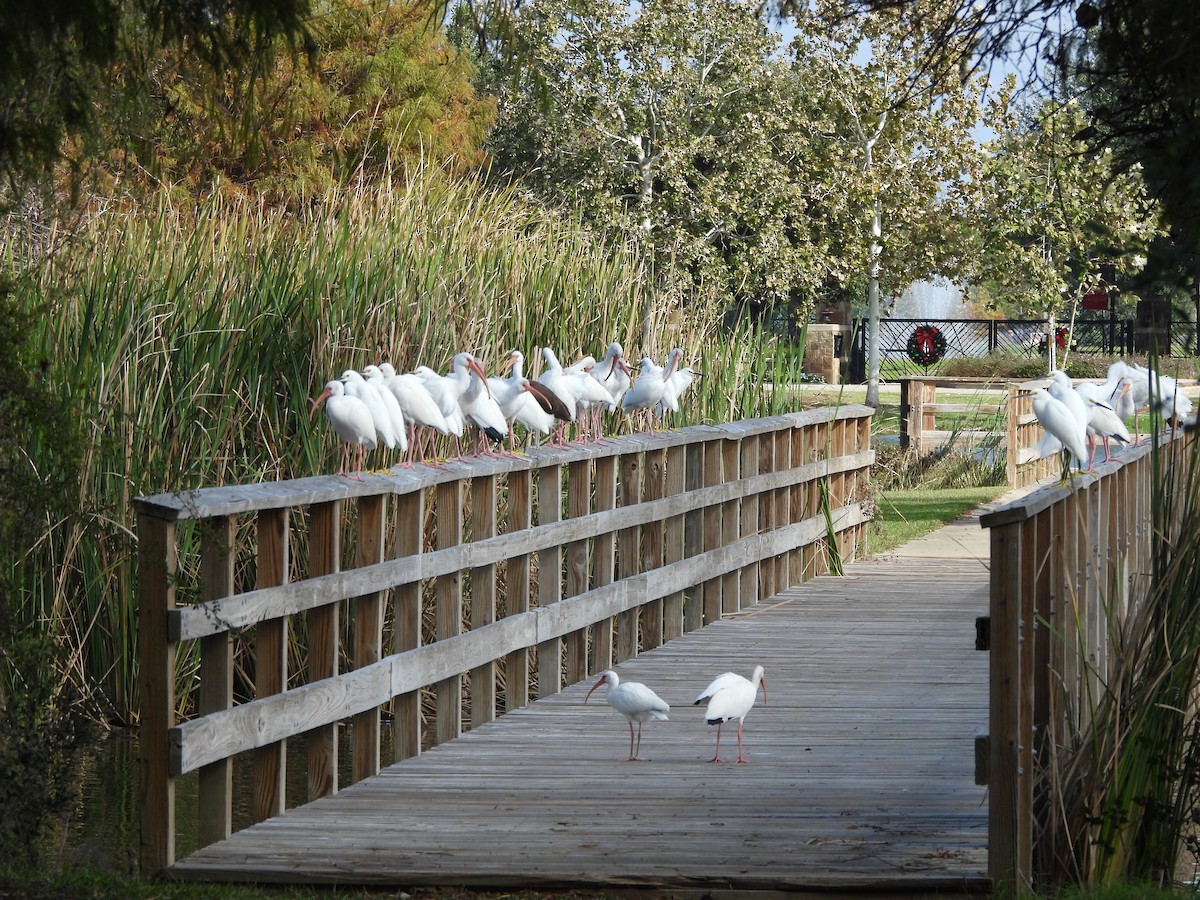 White Ibis - ML647310105