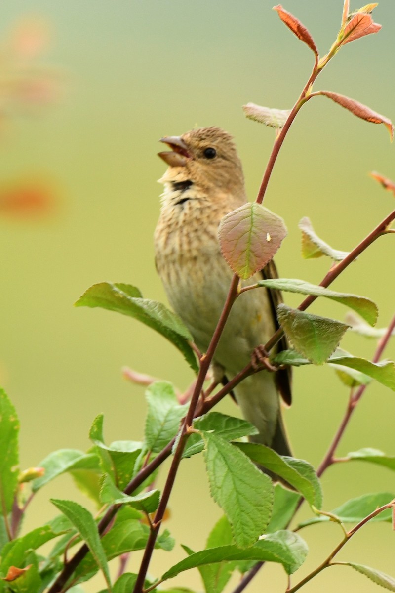 ורדית אירופית - ML647310108