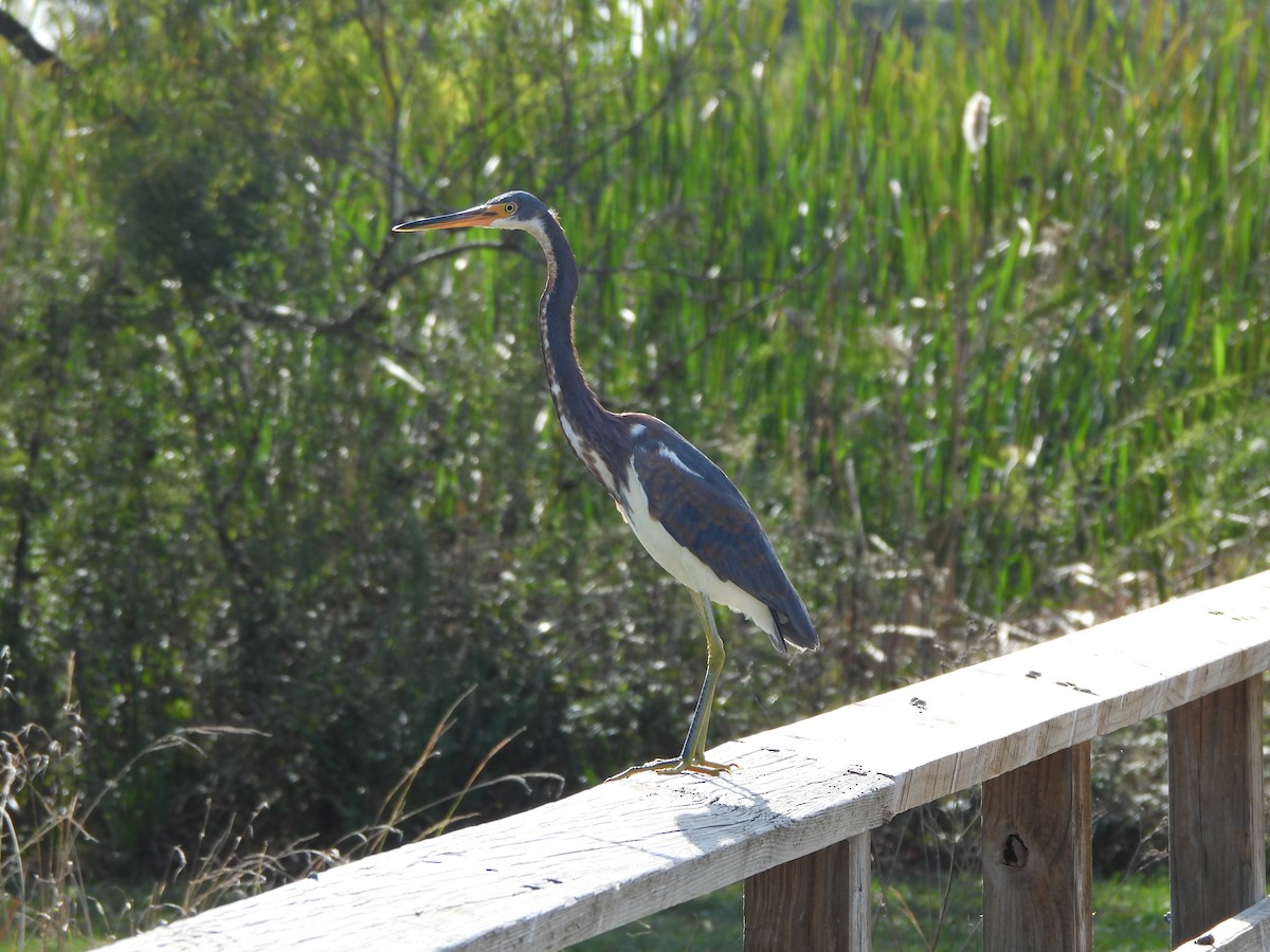 Tricolored Heron - ML647310117