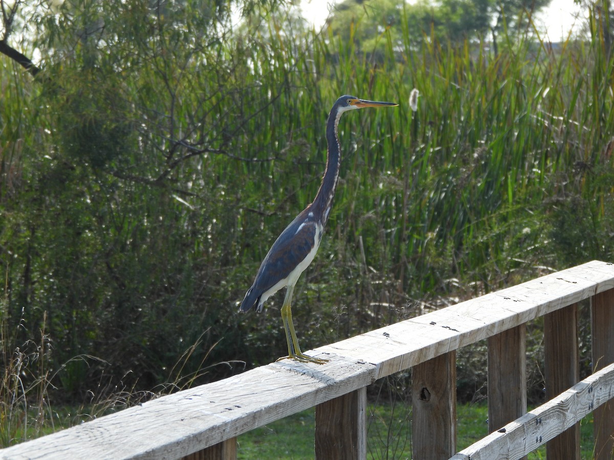 Tricolored Heron - ML647310118