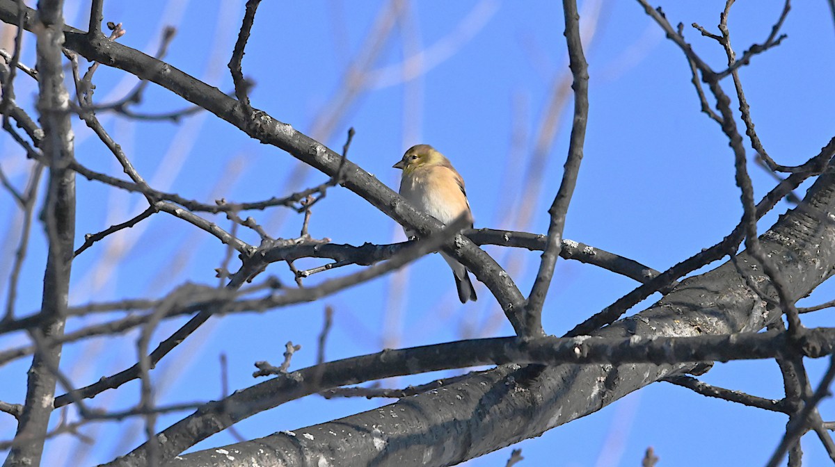 American Goldfinch - ML647310122