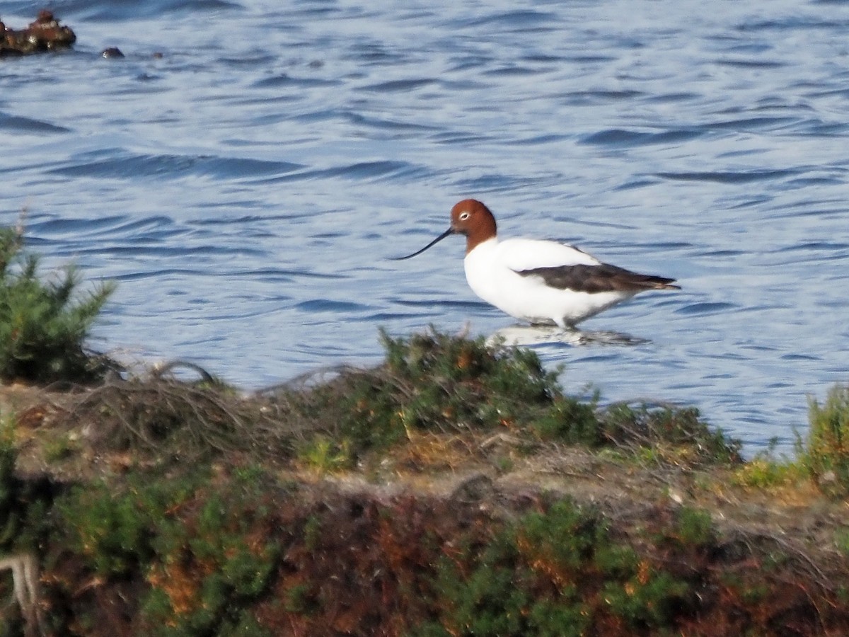 Abozeta burugorria - ML647310131