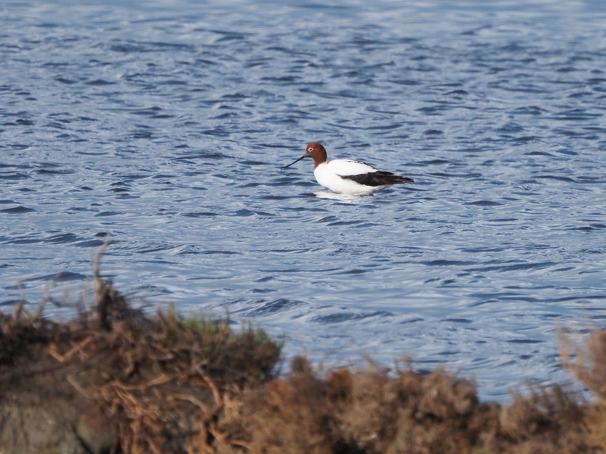 Abozeta burugorria - ML647310133