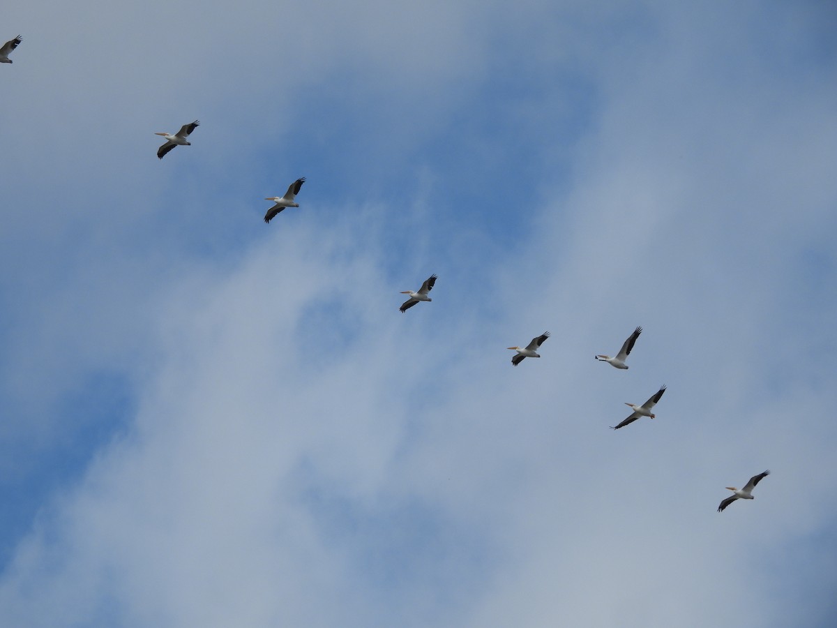 American White Pelican - ML647310134